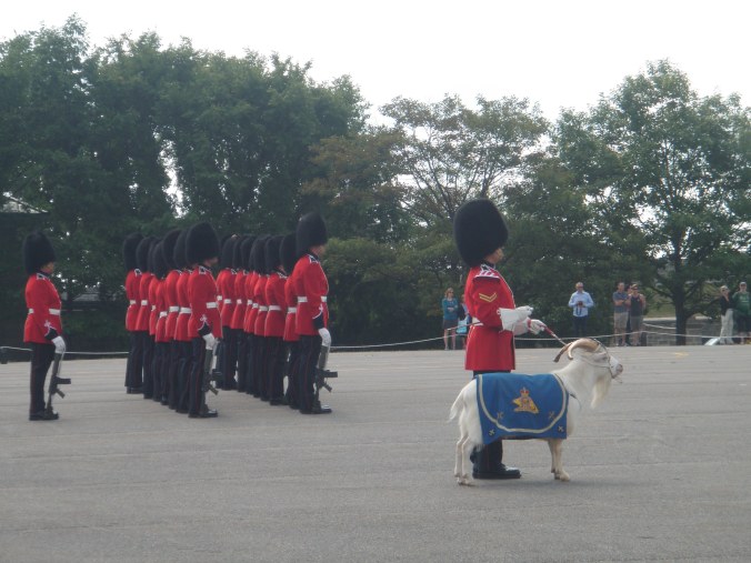 The Queens Goat inspecting the Guards for duty. Aparently this is goat number 14. I saw goat number 3 stuffed in the museum.